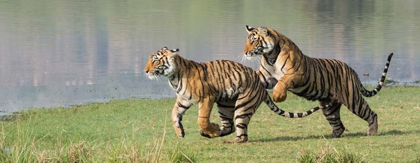Golden triangle Tour With Ranthambore