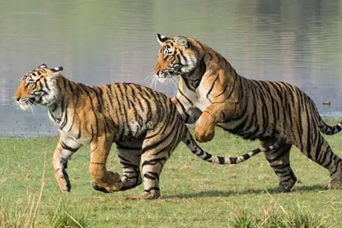 Golden Triangle Tour With Ranthambore